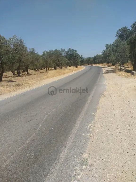Havran Çamdibi Yeni Yapılacak Devlet Hastanesine Yürüme Mesafesinde Satılık Zeytinlik 2