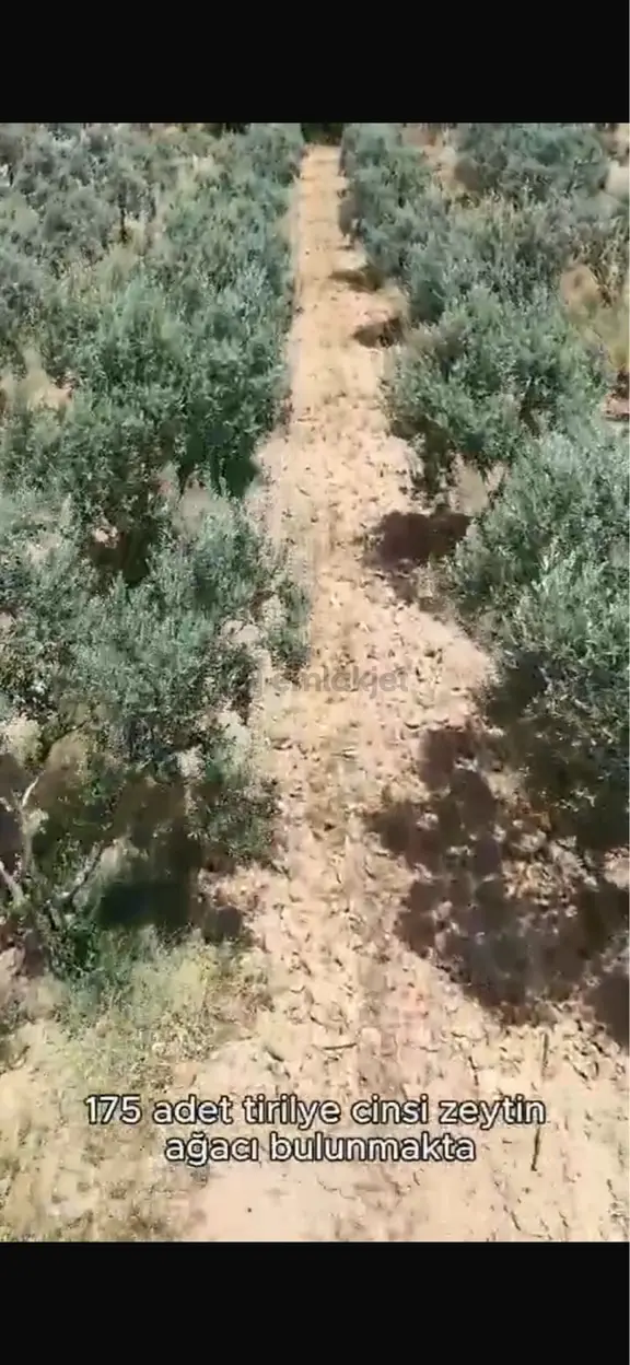Karakaş Tan Akhisar Hasköy’de Tam Verimde 3.500 M² Zeytinlik! Video İzle 2