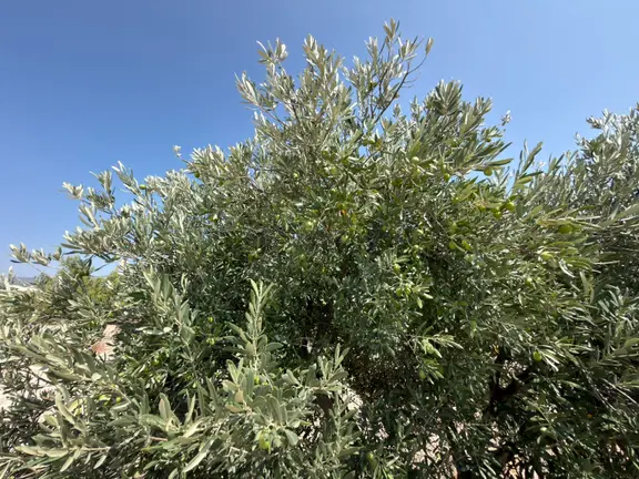 Türe Gayrimenkulden Silifke Kargıcakta Satılık Zeytin Bahçesi Yetişmiş 2