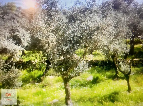 Torbalı Dirmil Mahallesinde Satılık Zeytinlik 1