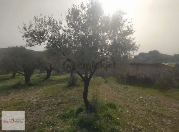 Akhisar Süleymanköyde Zeytinlikli 3361 M2 Satılık Tarla 1