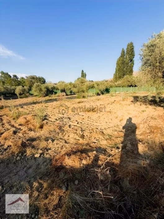 Notıas Real Estate Gayrimenkul'den Sanayi Arkası Zeytinlik 2