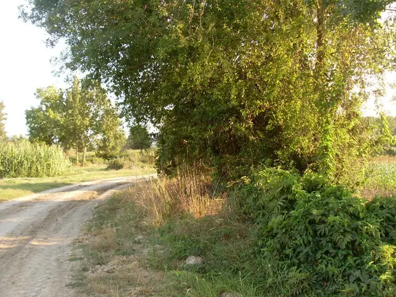 Yenıkonak Mahmut Mezrası Tarla