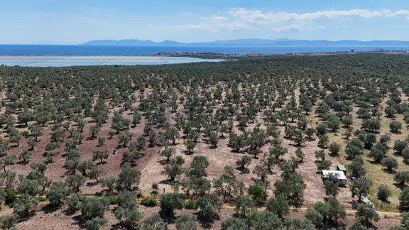 S&s Emlak'dan Küçükköy Karluca Mevkiinde 10.808 M2 Zeytinlik 1