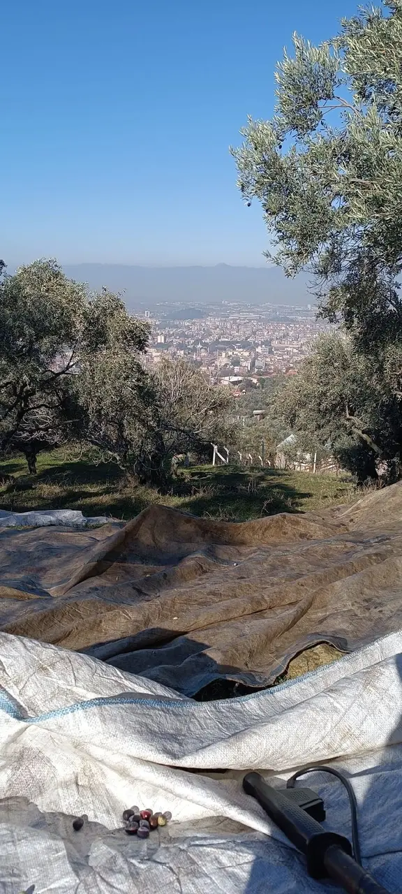🏡 Şehre Yakın, Full Tire Manzaralı 1.620 M² Zeytinlik🌳 Dere Mahallesi’nde 2