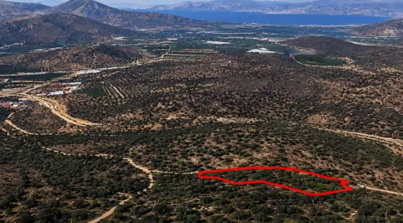 Fırsat Milas Bafa Bodrum Yolu'na Yakın Kadastral Yollu Zeytinlik 1