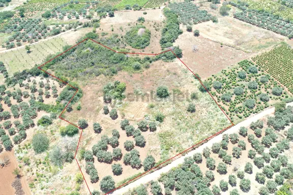 Şarköy Gaziköy Mahallesi'nde 4.184 M² Zeytinlik Ve Bağ Satılık 1