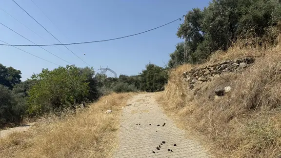 Aydın Efeler Emirdoğan Mahallesinde 5.390 M² Tek Tapu Zeytinlik 2