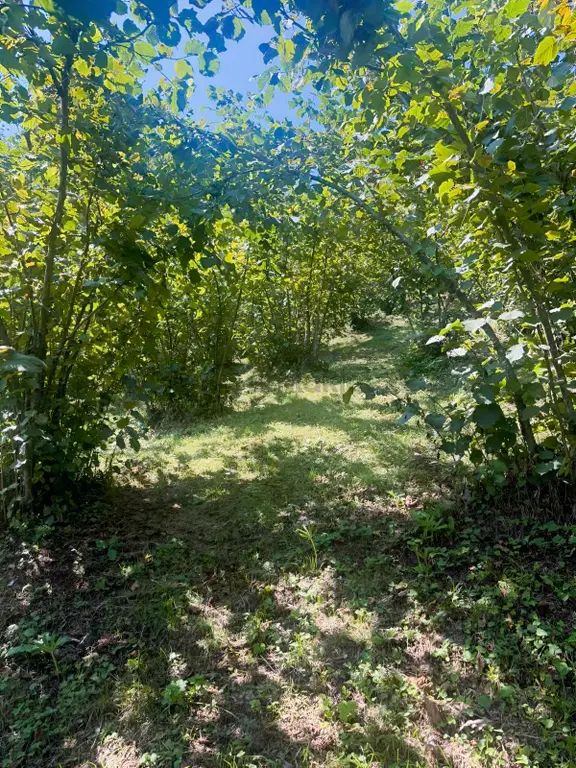 Perşembe/bolatlıda Anayol Kenarı 3000 M2 Fındık Bahçesi 1