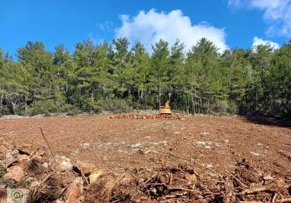 Menteşe Çiftlik'te 5.599 M² Tek Tapu - Yolu Açık - Temiz Müstakil Bahçe 1