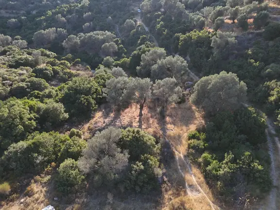 Atlas Gayrimenkul'den Zeytin Ağaçlı Tarla 2