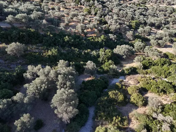 Atlas Gayrimenkul'den Zeytin Ağaçlı Tarla 2