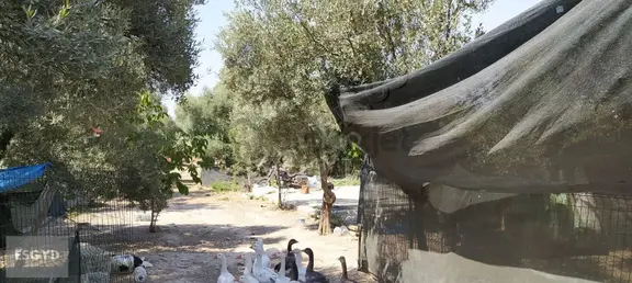 Yerleşim Yeri İçerisinde Doğal Yaşam 1
