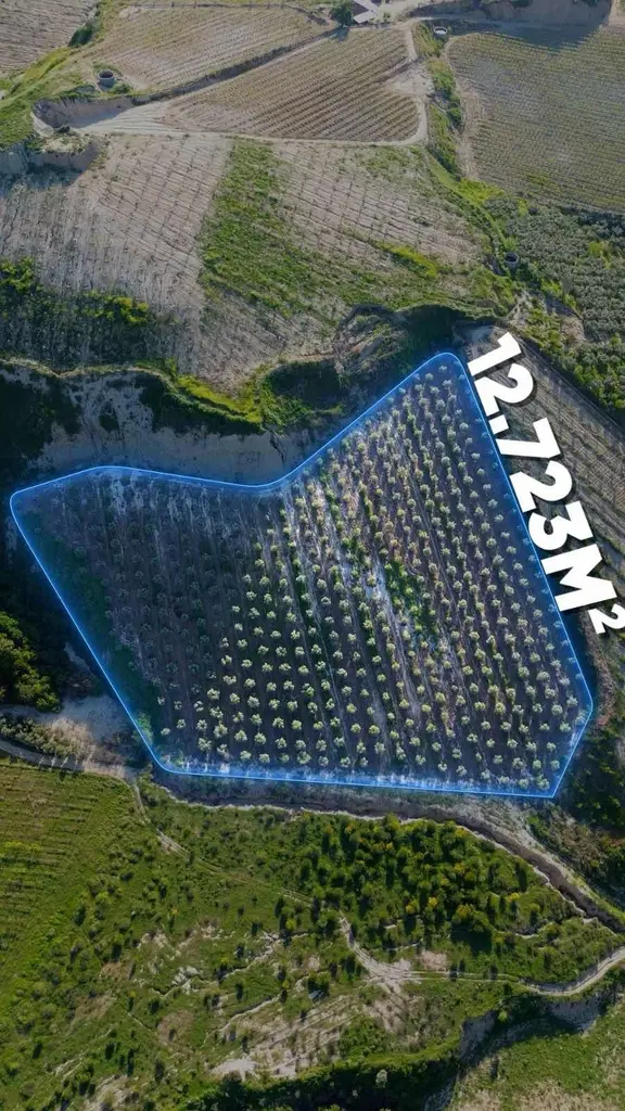 Manisa Alaşehir Kozluca Mahallesinde Satılık Zeytinlik 1