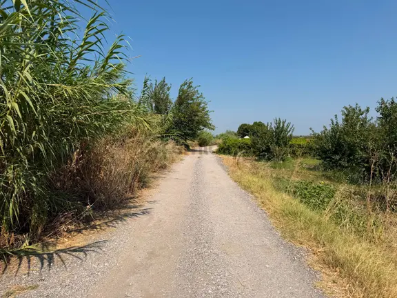 Manisa'da 5 Yılda Kendini Amorti Edecek 550 Mikado Kayısılı Hazır Bağ 2