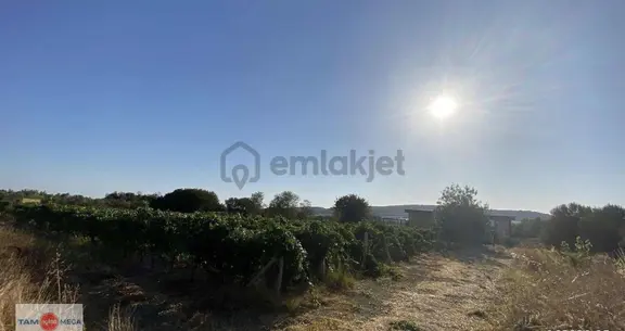 İzmir Çeşme Musalla Satılık Tarla 2