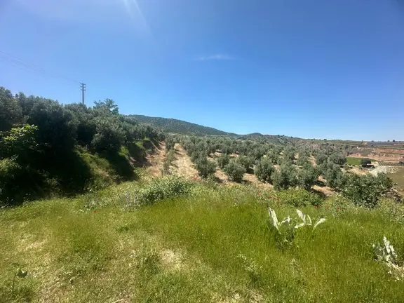 Manisa Narlıdere 12 Dönüm Satılık Zeytinlik 2