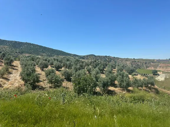Sahibinden Manisa Narlıdere 12 Dönüm Satılık Zeytinlik 1