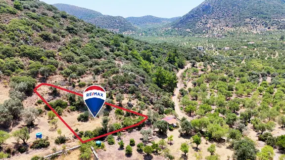 Datça Yaka’da Yolu Bulunan 565 M² Zeytinlik | Yatırımlık 1