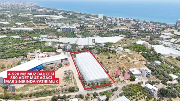 Kocahasanlıda Kurulu Düzen 4.520 M2 Satılık Muz Serası 1