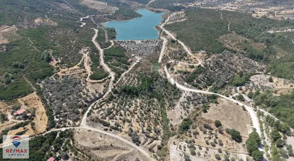 Karaburun Eğlenhocada 10.096 M² Çitle Çevrili Zeytinlik 2