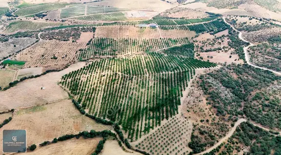 Salihlide Üretime Hazır 275.726m² Entegre Tarım Ve Ceviz Tesisi 2