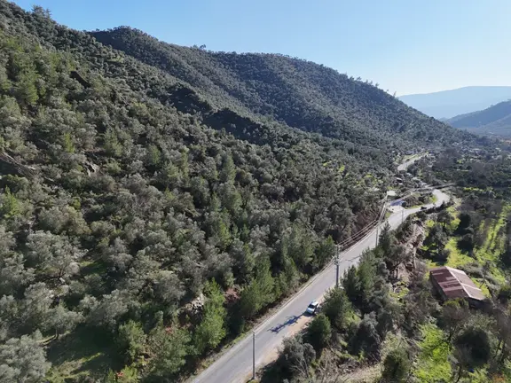 Milas Kandak'ta Asfalta Sıfır Fırsat Fiyata Zeytinlik 2