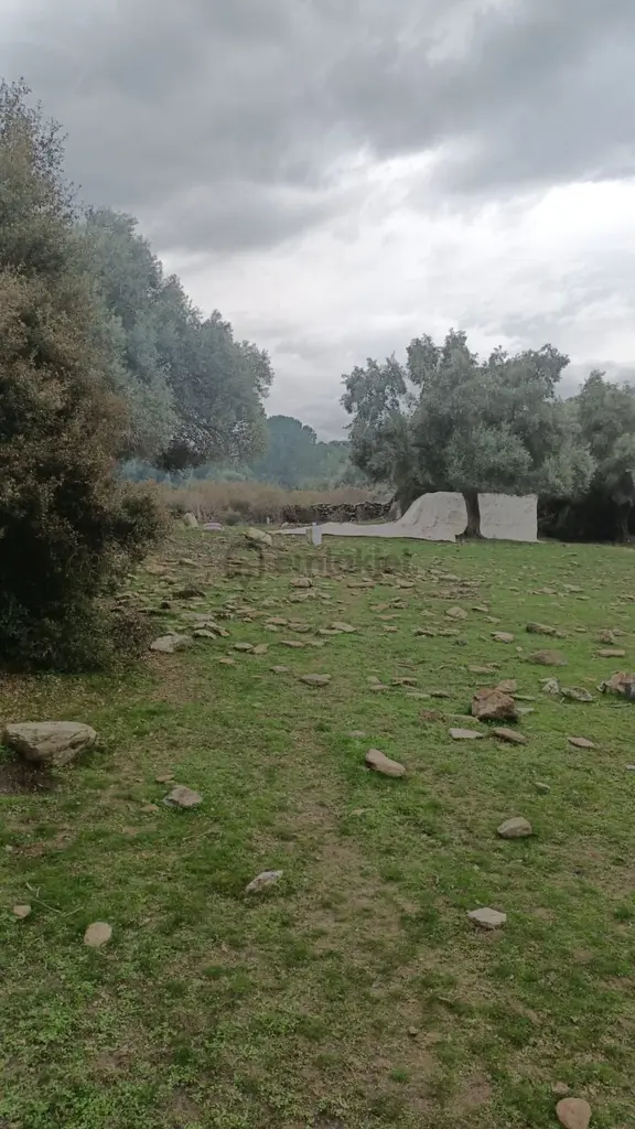 Söke Güzeltepe'de Doğa İle İç İçe 25734 M² Satılık Zeytinlik 1