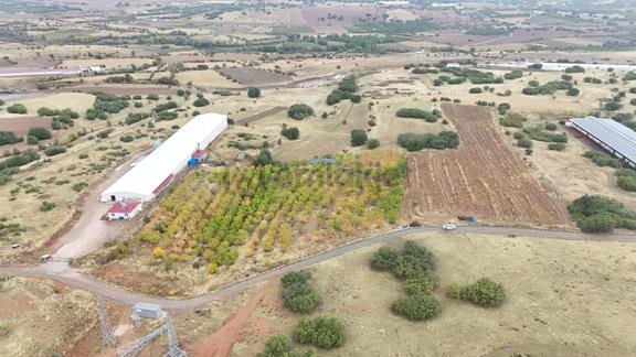 Elazığ Merkez'e Bağlı Pulutlu Köyünde Satılık Kayısı Bahçesi 2