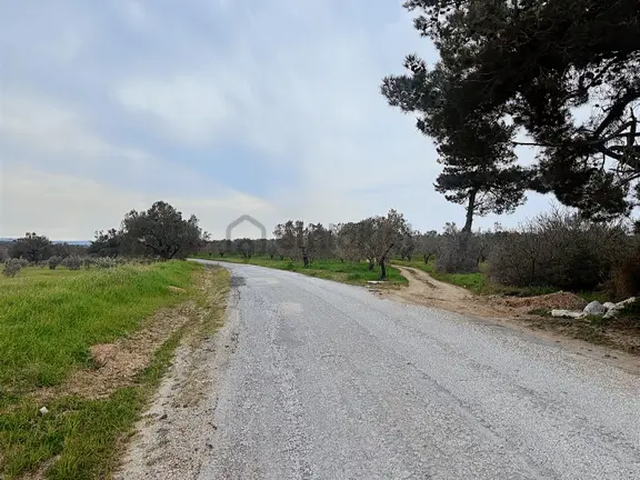 Ezine Üvecikte Yatırımlık & Bakımlı 8.222 M2 Yetişkin Zeytinlik 1