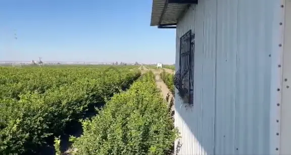 Yüreğir *abdioğlu *tek Tapu* 60 Dönüm *bahçe*bakımlı 46dönüm Greyfurt Rio Ret--14dönüm Limon Mayer 1