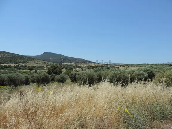 E.foça Yenibağarası'nda 90 Zeytin Ağaçlı Satılık Tarla. 2