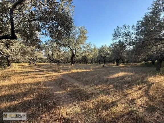 Pınarbaşı Köyü Yakınında Yatırımlık Zeytinlik İmara Komşu 1