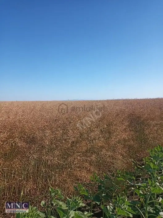Tekirdağ Süleymanpaşa Karacakılavuz 4150 M2 Tarla 1