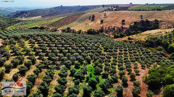Salihli Kızılavlu'da Satılık 30 Dönüm Zeytinlik 2