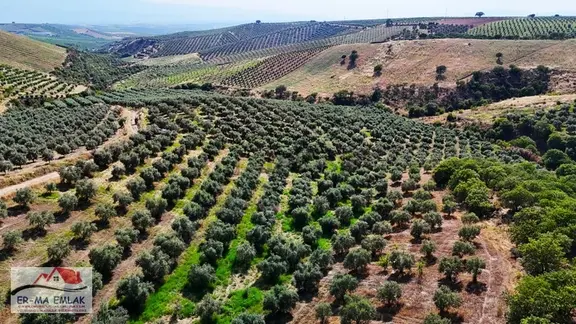 Salihli Kızılavlu'da Satılık 30 Dönüm Zeytinlik 1