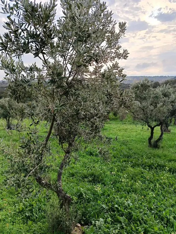Sahibinden Zeytinlik Yatırımlık 1