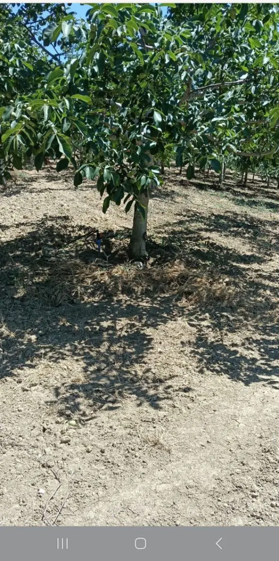 Konurlar Köyünde Satılık Yatırımlık Tarla 1