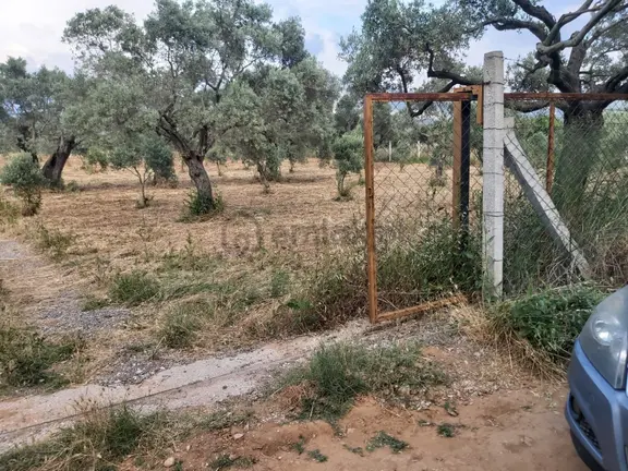 İzmir Torbalı'da Zeytinlik 2