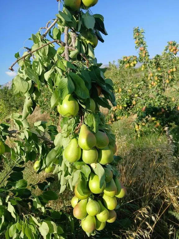 Yapıntıda Kupon Bahçe 2