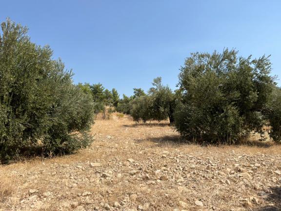 Türe Gayrimenkulden Silifke Evkafçiftliğinde Satılık Yetişmiş Zeytin Bahçesi 2