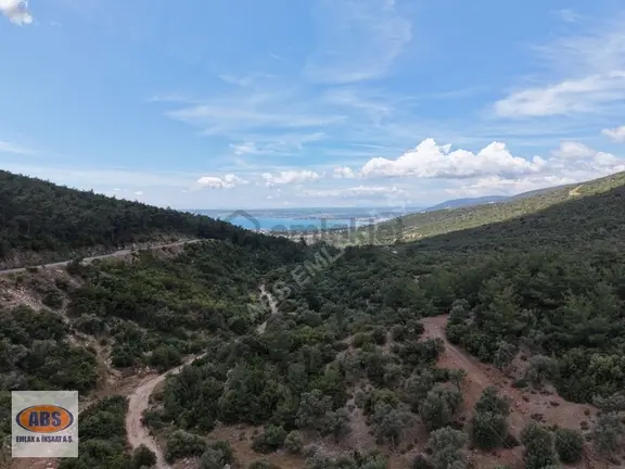 Didim Akbükte Deniz Manzaralı Satılık Zeytinlik 1