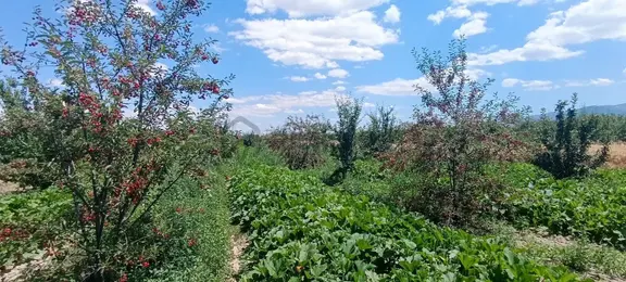 Sahibinden Satılık Vişne Bahçesi 1