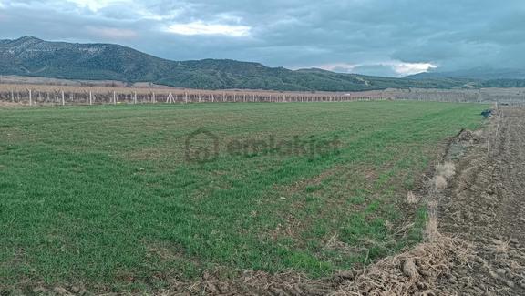 Bozkurt Alikurt Da 6400m2 Anayollara Yakın Satılık Tarla 2