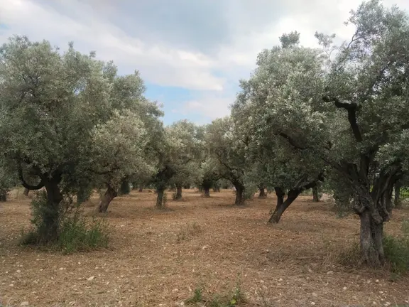 İzmir Torbalı Saipler Köyünde 7.500m2 Müstakil Tapu Zeytinlik Satılık 1