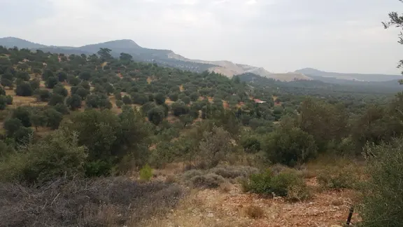 Bergama Zeytindağ Lalelik Mevki Kazıkbağlarında Satılık Arsa 2