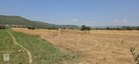 Bodrum Mumcular Çamarasında 5dönüm Düz Satılık Tarla 2