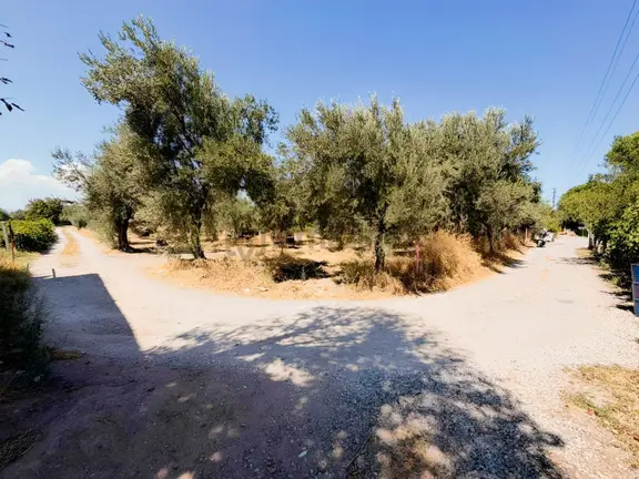 Reşaybey İmara Yakın Konumda 6670 M2 Tek Tapu Zeytinli Tarla 1