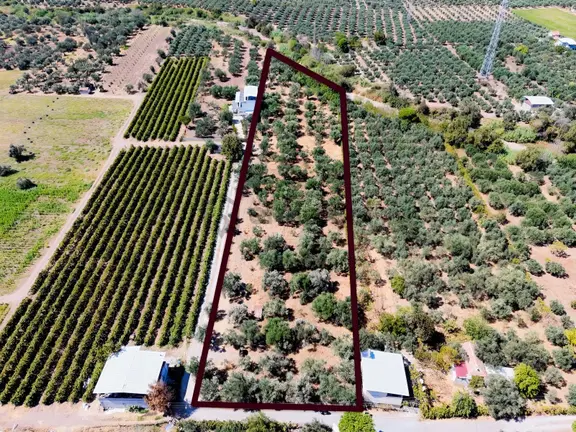 Reşaybey İmara Yakın Konumda 6670 M2 Tek Tapu Zeytinli Tarla 2