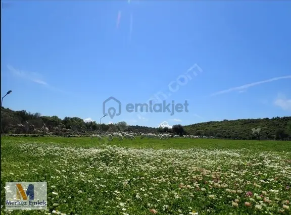 Merkez'den Katıralanında Satılık Tarlalar 1